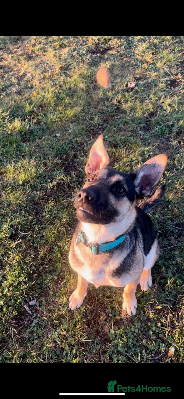 Mixed Breed dogs Enzo 7 months old - Advert 1