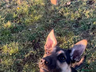 Mixed Breed dogs Enzo 7 months old - Advert 5