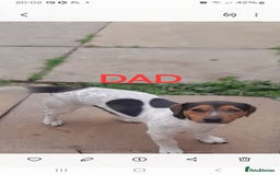 Jack Russell dogs for sale: Jack Russell puppies  - Image 2