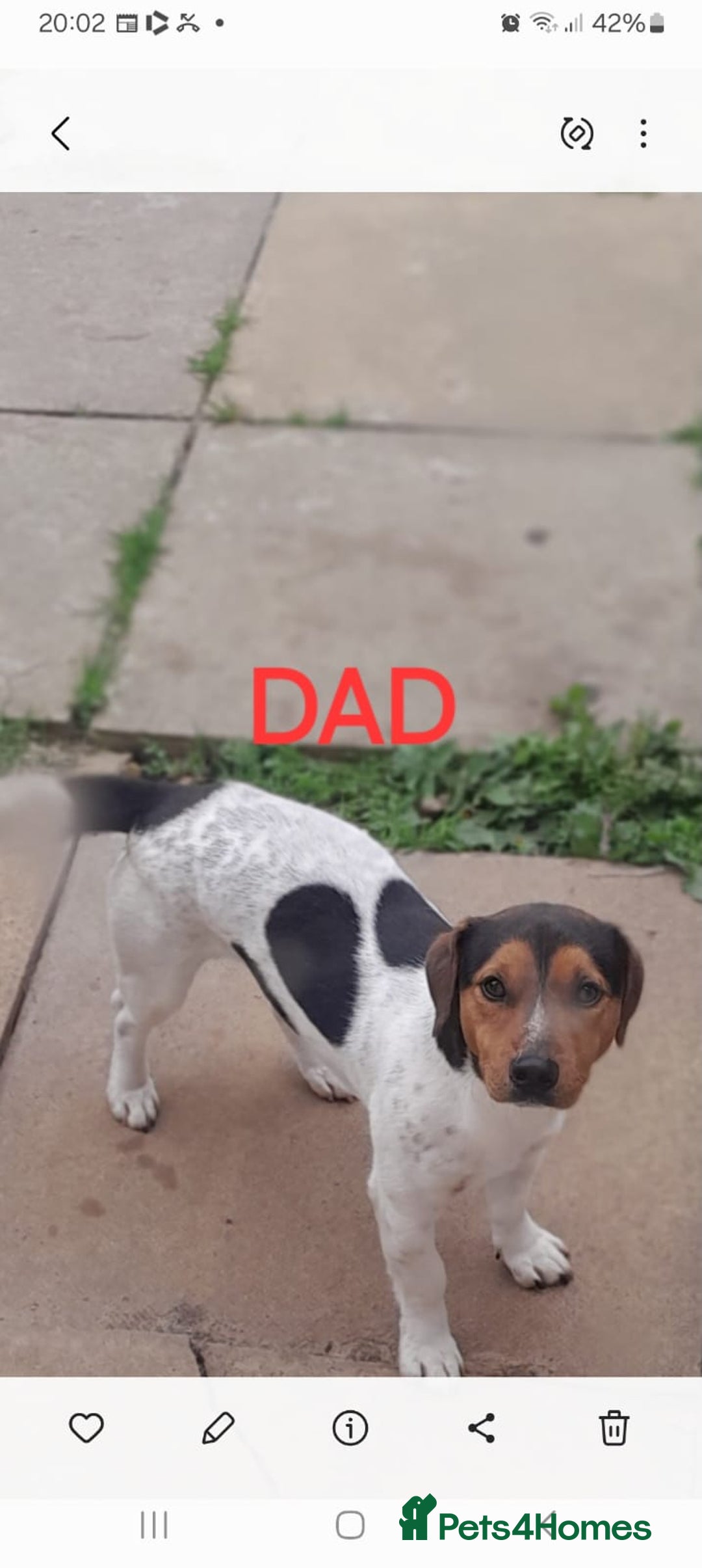 Jack Russell dogs for sale: Jack Russell puppies  - Image 2