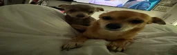 Chihuahua dogs for sale: Chocolate, Blue and Sable Small Chihuahua puppies  - Advert 16