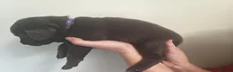 Labrador Retriever dogs for sale: Gorgeous Labrador pups  in Bishop Auckland - Advert 3
