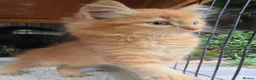 Persian cats for sale: Lovely half persian kitten - Advert 10