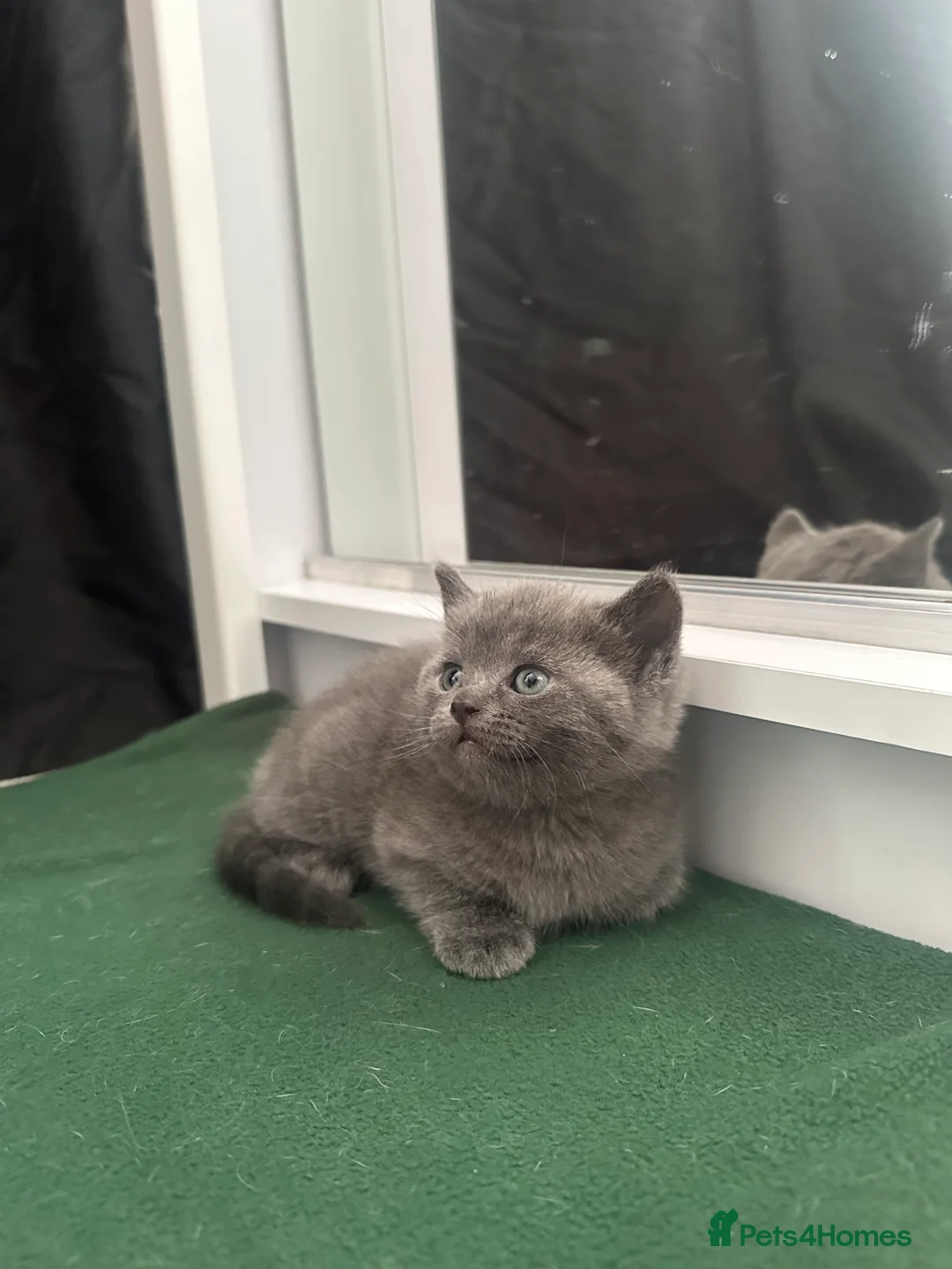 Scottish Fold cats for sale: Two adorable Scottish fold and straight kittens - Advert 4