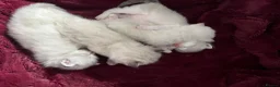 Ragdoll cats for sale: 3 Beautiful Pure Ragdoll Kittens – Blue Eyed  in Abingdon - Advert 7