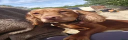 Cocker Spaniel dogs for sale: Beautiful cocker spaniels - Advert 16
