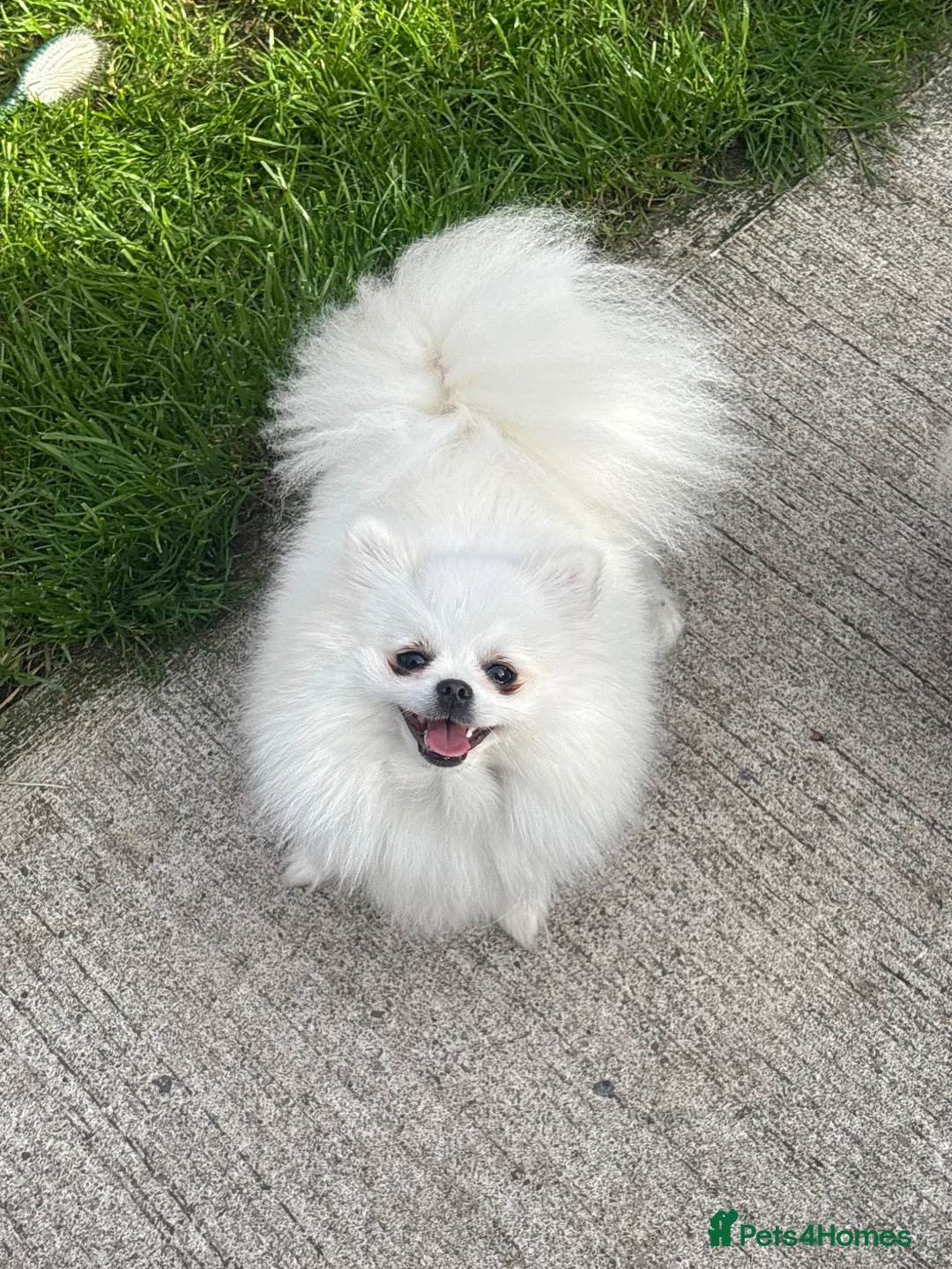 Pomeranian dogs for sale: Quality Pomeranian puppies reduced £1300 - Advert 15