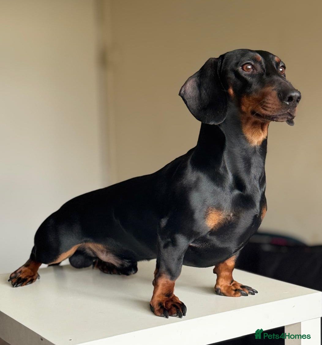 Dachshund dogs Dachshund Available for Stud - Advert 1
