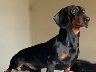 Dachshund dogs Dachshund Available for Stud - Advert 2