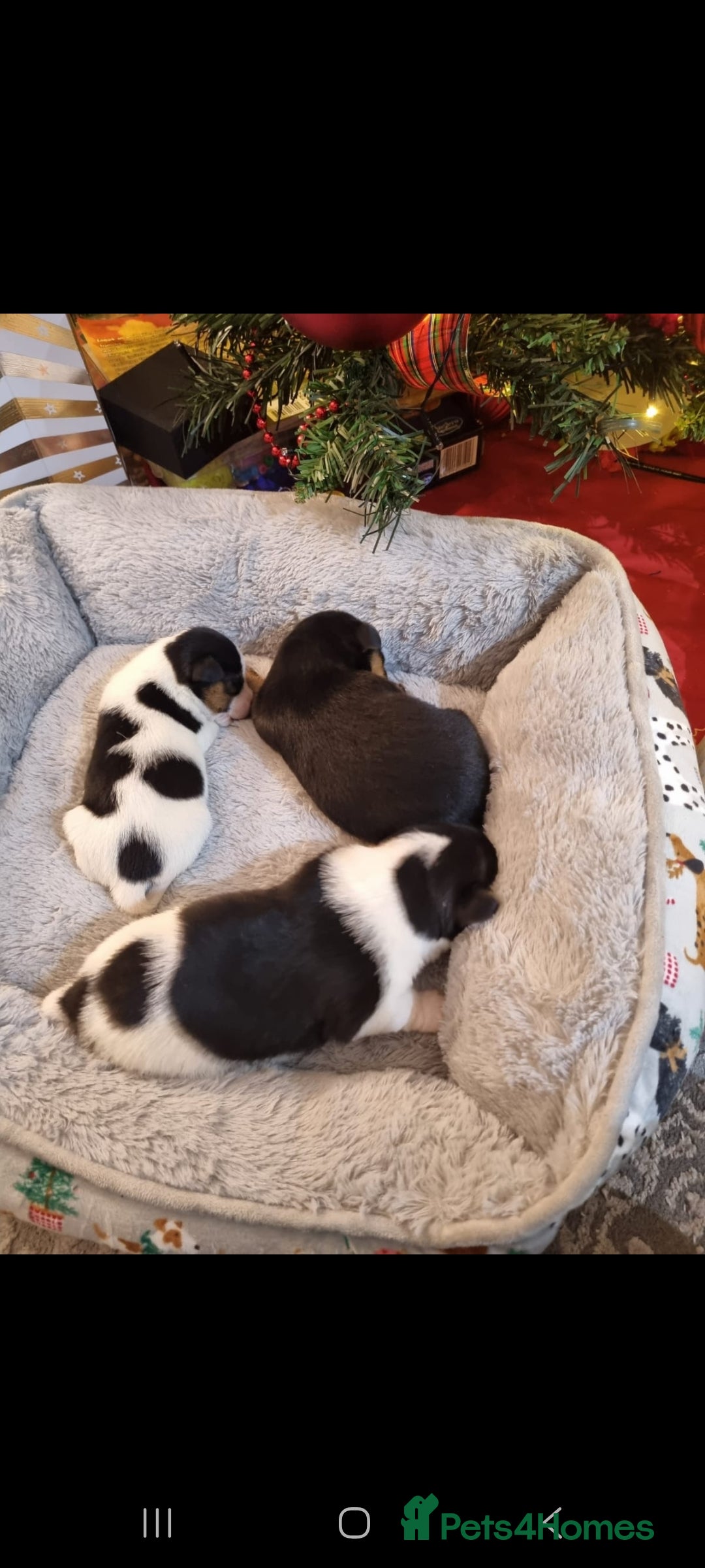 Jack Russell dogs for sale: Jack Russell Pups - Advert 4