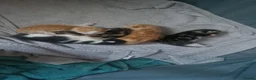 Mixed Breed cats for sale: Kittens  - Advert 4