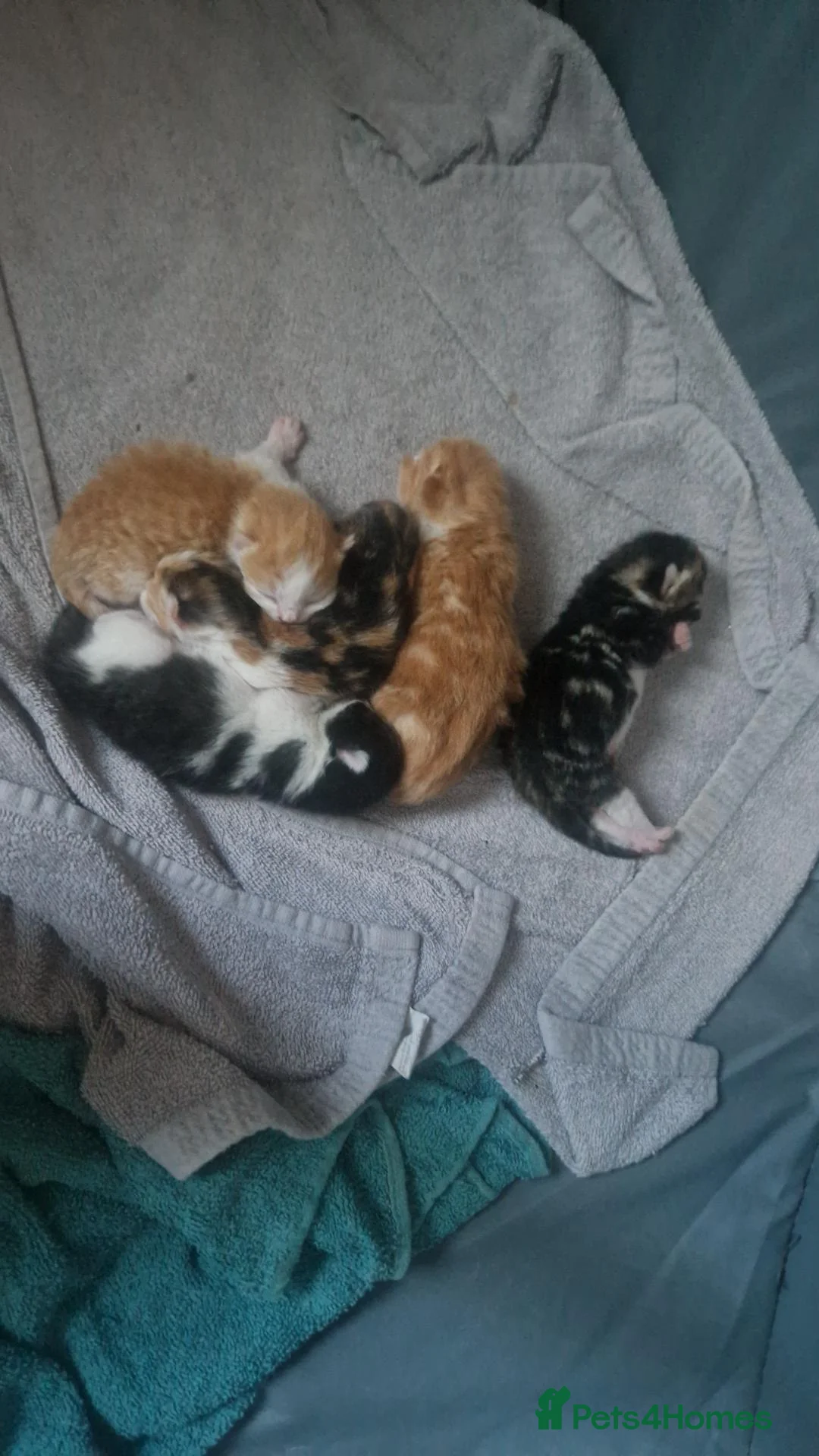 Mixed Breed cats for sale: Kittens  - Advert 4