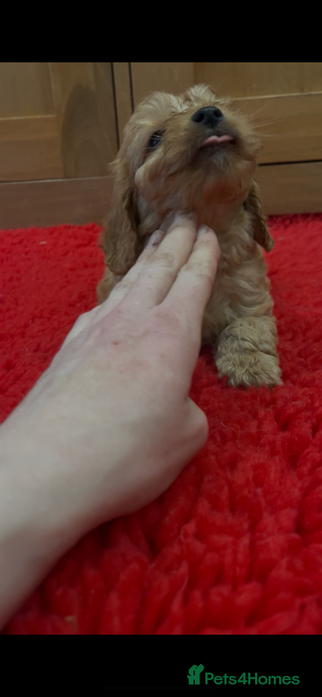 Cockapoo dogs for sale: Beautiful hereditary healthy male pups - Advert 13
