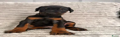 Black&Rust Black Collar 