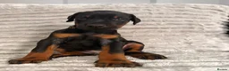 Dobermann dogs for sale: EuropeanDobermanPuppies - Advert 18