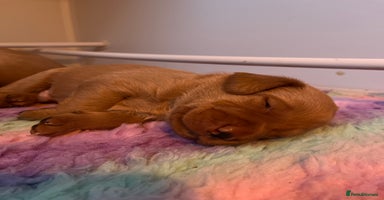 Labrador Retriever dogs - Advert 5