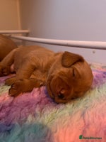 Labrador Retriever dogs - Advert 1