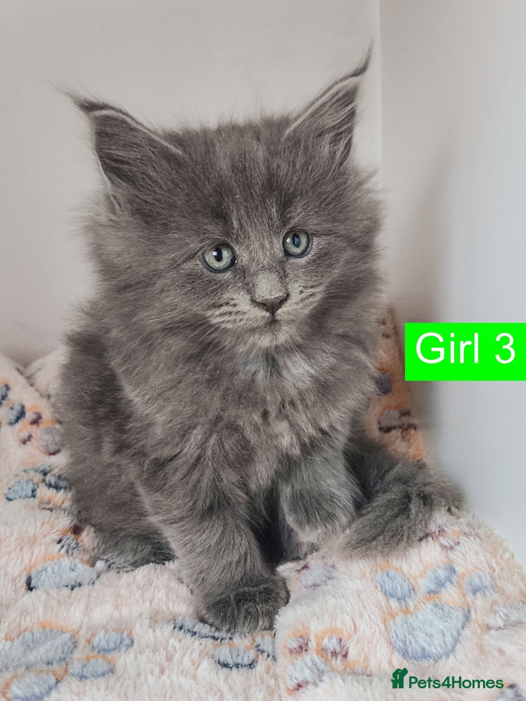 Maine Coon cats for sale: Blue Maine coon kittens + DNA health tested  - Advert 38