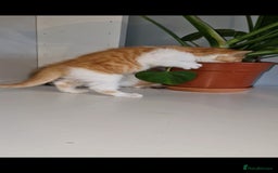 British Shorthair cats for sale: Beautiful Red bi colour British Shorthair  - Image 2