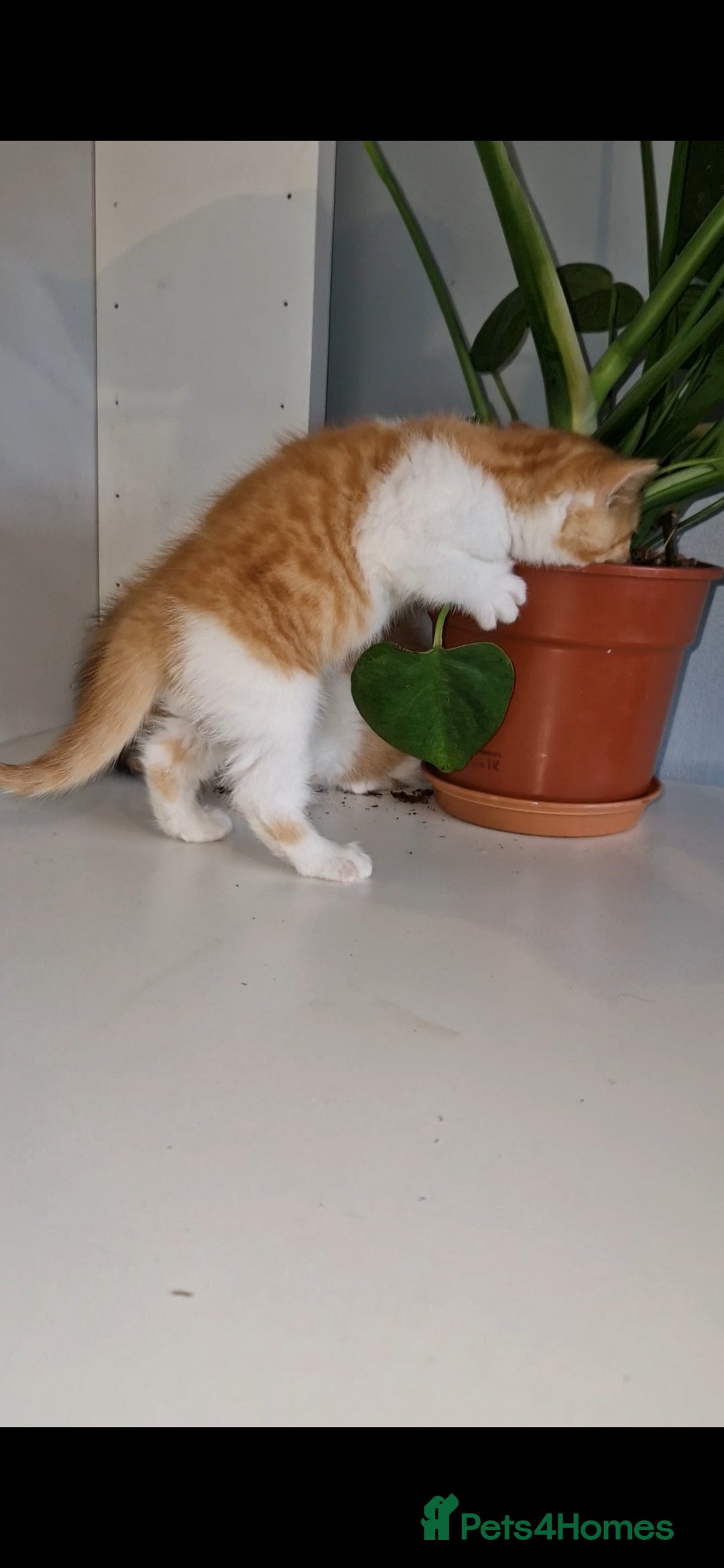 British Shorthair cats for sale: Beautiful Red bi colour British Shorthair  - Image 2