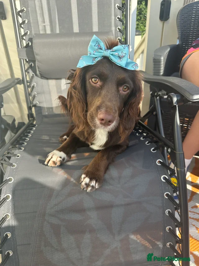 Cocker Spaniel dogs 2year old female cocker spaniel  - Advert 1