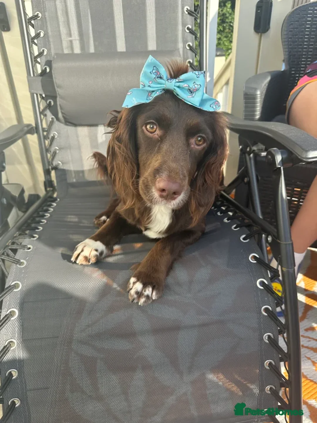 Cocker Spaniel dogs for sale: 2year old female cocker spaniel  - Advert 1