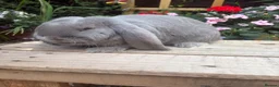 French Lop rabbits for sale: French lop kits mixed litter - Advert 5