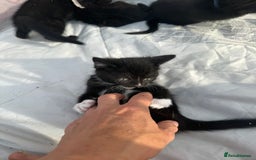 Mixed Breed cats for sale: Litter of Kittens For Sale - only 1 Male left in Dunstable - Image 18