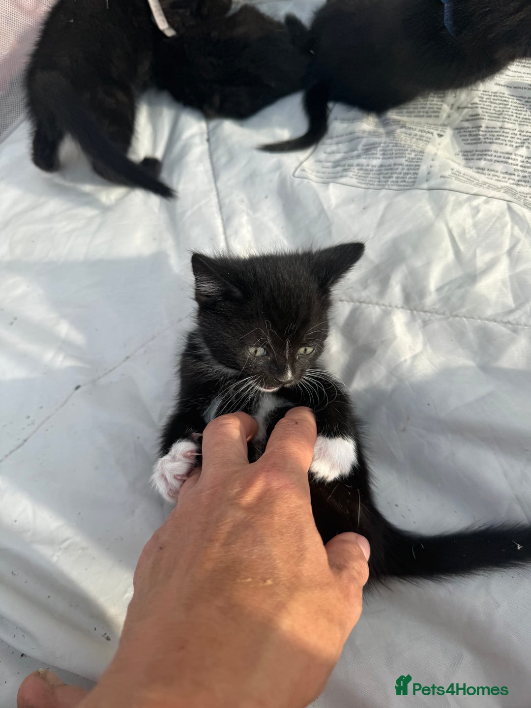 Mixed Breed cats for sale: Litter of Kittens For Sale - only 1 Male left in Dunstable - Image 18