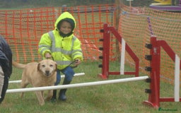 Labrador Retriever dogs for sale: Carefully & selectively bred, versatile pets, FTCH - Image 20