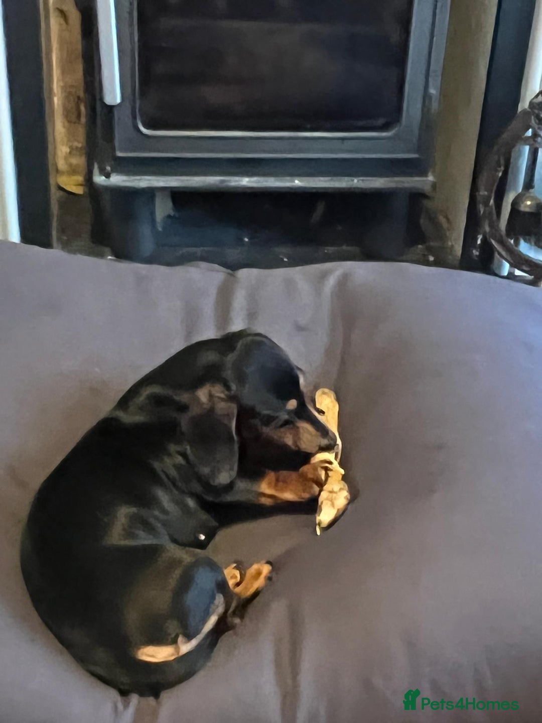 Miniature Dachshund dogs for sale: Miniature Daschund. Female. 3.5 years old.  - Advert 3