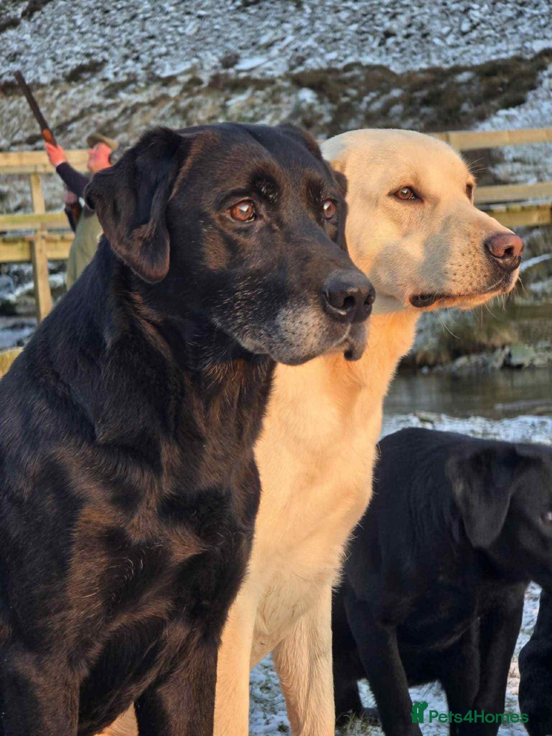 Labrador Retriever dogs for sale: Stunning KC Reg Labrador puppies - Advert 2