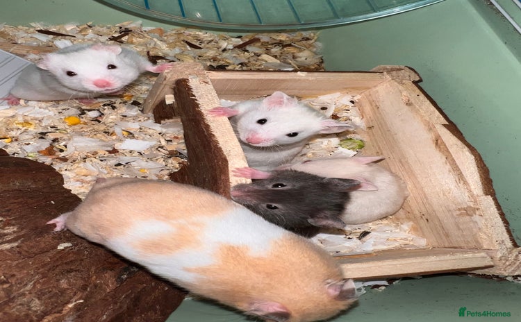 Hamster rodents - Advert 3