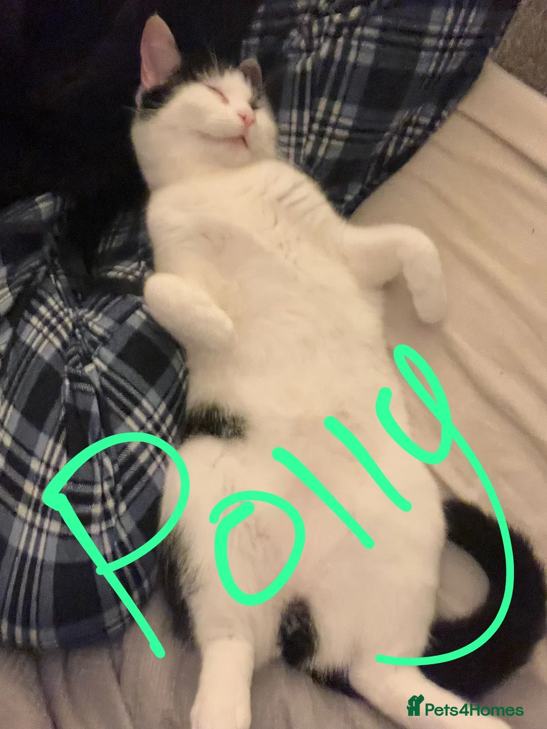 Mixed Breed cats for sale: 4 beautiful female cats for sale - Advert 1