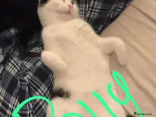 Mixed Breed cats 4 beautiful female cats for sale - Advert 1