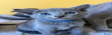 BLUE BOY