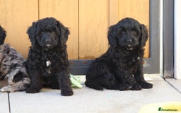 Cavapoo dogs for sale: Beautiful Cavapoochons for sale  - Image 27
