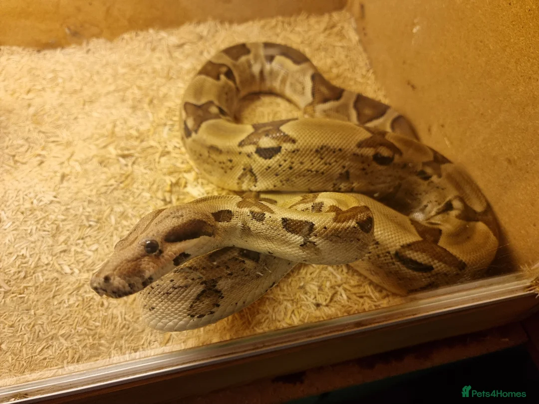 Boa Snake reptiles for sale: Male Hypo Boa - Advert 3