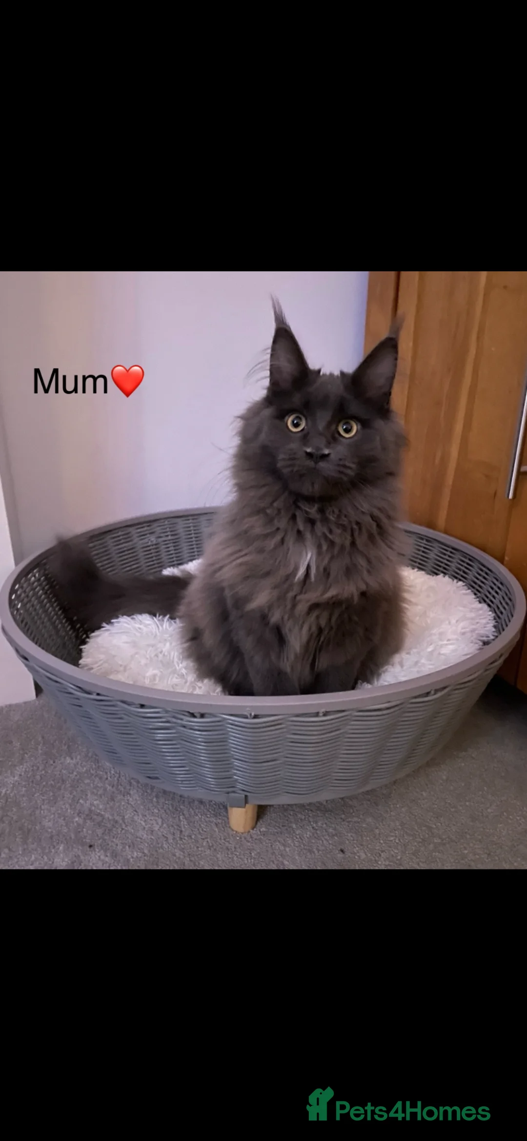 Maine Coon cats for sale: Bundles of fluff,  Maine Coon kittens  - Advert 2