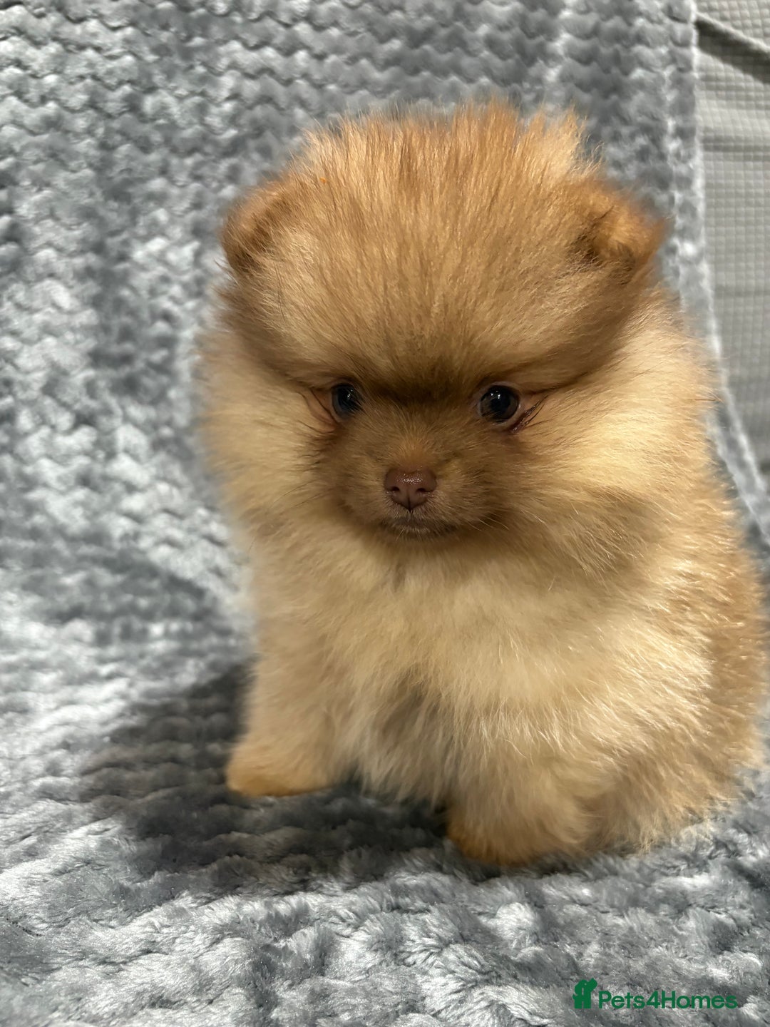 Pomeranian dogs for sale: Lavender/lilac/chocolate/tan pomeranians - Advert 3