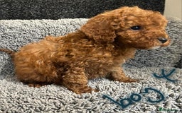 Cavapoo dogs for sale: Cavapoo puppies 🐶 FULLY HEALTH TESTED✅️  - Image 7