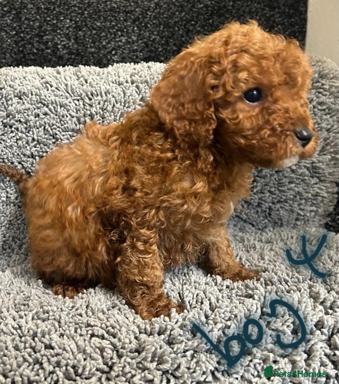 Cavapoo dogs for sale: Cavapoo puppies 🐶 FULLY HEALTH TESTED✅️  - Image 7