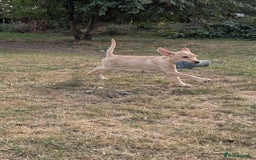 Labrador Retriever dogs for sale: Smart mixed colour labrador litter, HEALTH TESTED - Image 8