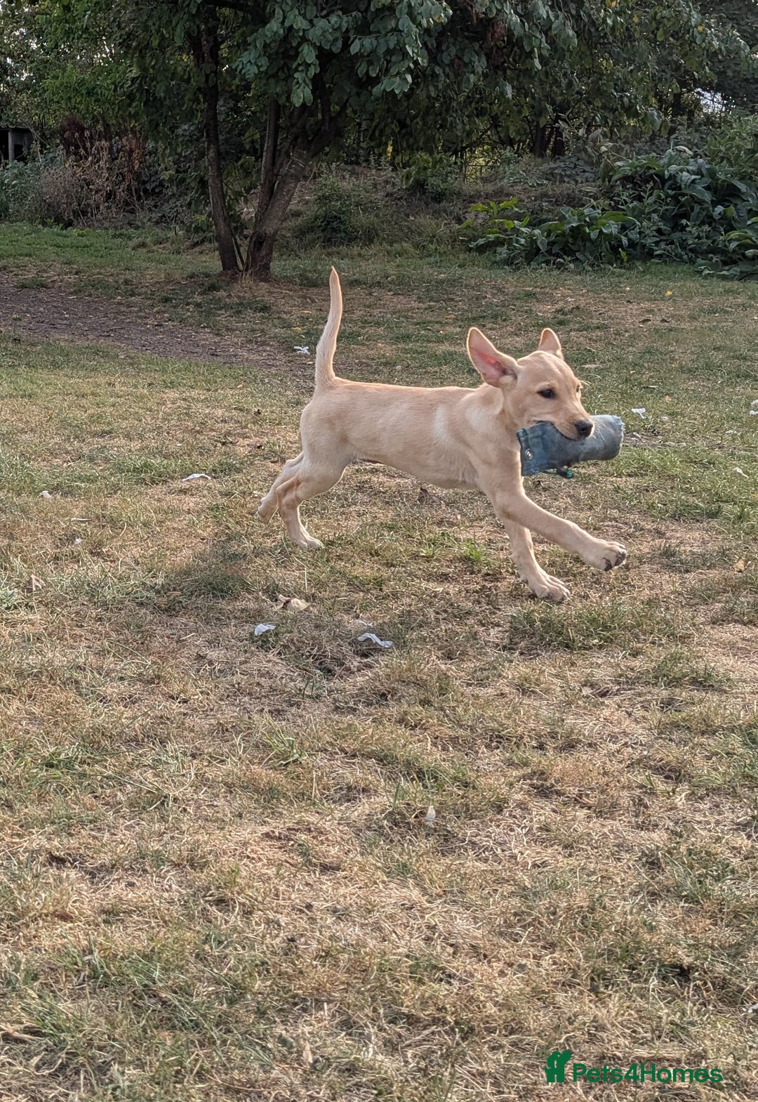 Labrador Retriever dogs for sale: Smart mixed colour labrador litter, HEALTH TESTED - Image 8