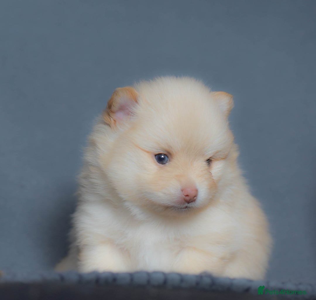 Pomchi dogs for stud: Ghost looking for the ladies  - Image 7