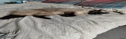 Ragdoll cats for sale: Male ragdoll looking for loving home - Advert 10