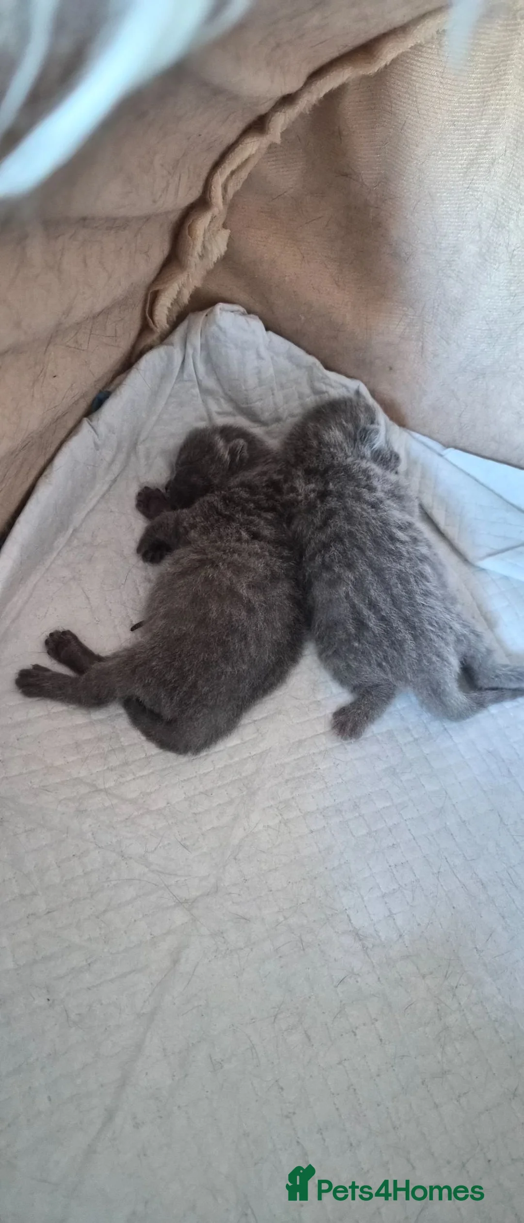 British Shorthair cats for sale: Highly anticipated litter now available  - Advert 2