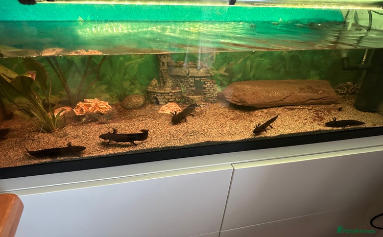Axolotl reptiles - Advert 4