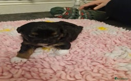 Mixed Breed dogs for sale: Stunning maltipoo x pug puppies  - Advert 4