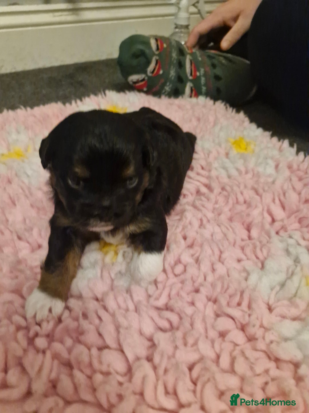 Mixed Breed dogs for sale: Stunning maltipoo x pug puppies  - Advert 4